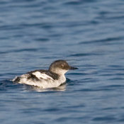 Pigeon Guillemot